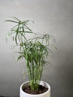 گیاه نخل مرداب - Image 2