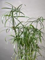 گیاه نخل مرداب - Image 3