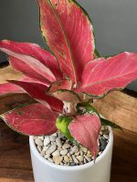 گیاه آگلونما قرمز - Image 3