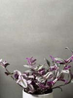 گیاه برگ بیدی صورتی (بیدی بنفش) - Image 3