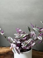 گیاه برگ بیدی صورتی (بیدی بنفش) - Image 2