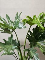 گیاه برگ انجیری سلوم متوسط - Image 3