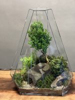 تراریوم لاکچری بنسای ژاپونیکا - Image 2