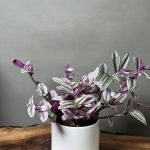 گیاه برگ بیدی صورتی (بیدی بنفش)