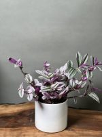 گیاه برگ بیدی صورتی (بیدی بنفش)