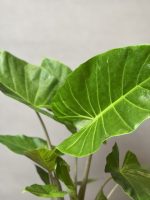 گیاه بابا آدم - Image 3