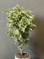 گیاه بنجامین ابلق - Image 4