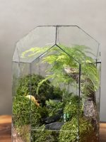 تراریوم گنبد مارچوبه سایز کوچک - Image 5