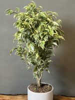 گیاه بنجامین ابلق - Image 3