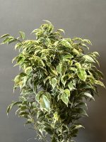 گیاه بنجامین ابلق - Image 5