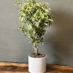 گیاه بنجامین ابلق