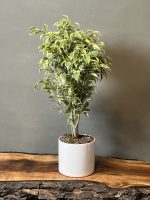 گیاه بنجامین ابلق