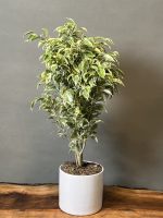 گیاه بنجامین ابلق - Image 2