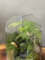 تراریوم گنبد مارچوبه سایز کوچک - Image 4