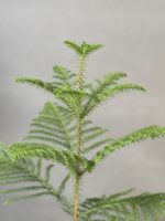 گل کاج مطبق - Image 4