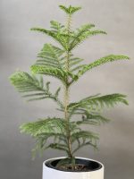 گل کاج مطبق - Image 2