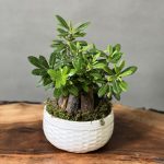 بونسای پیتسپروم (میخک ژاپنی-میخک هندی)