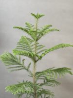 گل کاج مطبق - Image 3