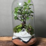 تراریوم بونسای فیکوس طرح فایر وایت