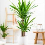 Yucca نخل یوکا