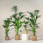 نخل آپارتمانی کنتیا Howea forsteriana