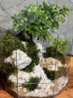 تراریوم گنبدی بنسای پیتسپروم - Image 4