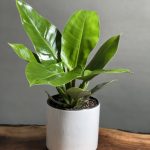 گیاه فیلودندرون سبز