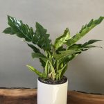 گیاه فیلودندرون کنگره ای