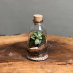 تراریوم طرح آمازون مخروطی