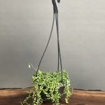 گیاه غوره ای