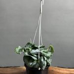 گیاه پتوس ببری