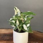 گیاه سینگونیوم ابلق