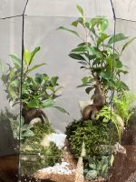 تراریوم بنسای فیکوس گنبد سبز - Image 4