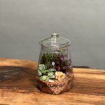 تراریوم‌ طرح الماس دریای نور