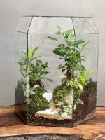 تراریوم بنسای فیکوس گنبد سبز - Image 2