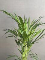 گیاه اریکا کوچک - Image 4