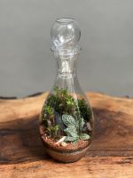 تراریوم طرح فرانسه - Image 2