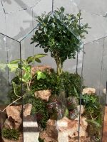 تراریوم بنسای ژاپونیکا طرح گنبد ژاپن - Image 5