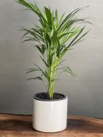 گیاه اریکا کوچک - Image 2