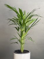 گیاه اریکا کوچک - Image 3
