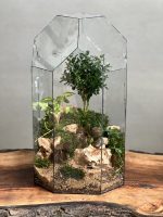 تراریوم بنسای ژاپونیکا طرح گنبد ژاپن - Image 2
