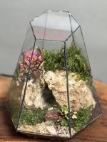 تراریوم طرح غار رویال - Image 4