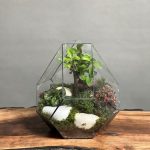 تراریوم بنسای فیکوس طرح طبیعت سفید