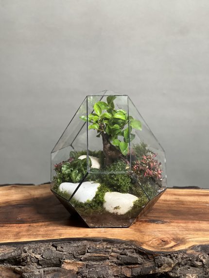 تراریوم بنسای فیکوس طرح طبیعت سفید