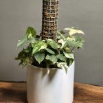 گیاه سینگونیوم ابلق قیم دار