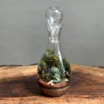 تراریوم طرح فرانسه