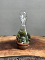 تراریوم طرح فرانسه