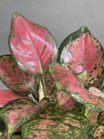 گیاه آگلونما پینک لیدی - Image 5