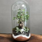 تراریوم بنسای فیکوس طرح رد بلک