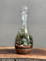 تراریوم طرح فرانسه - Image 3